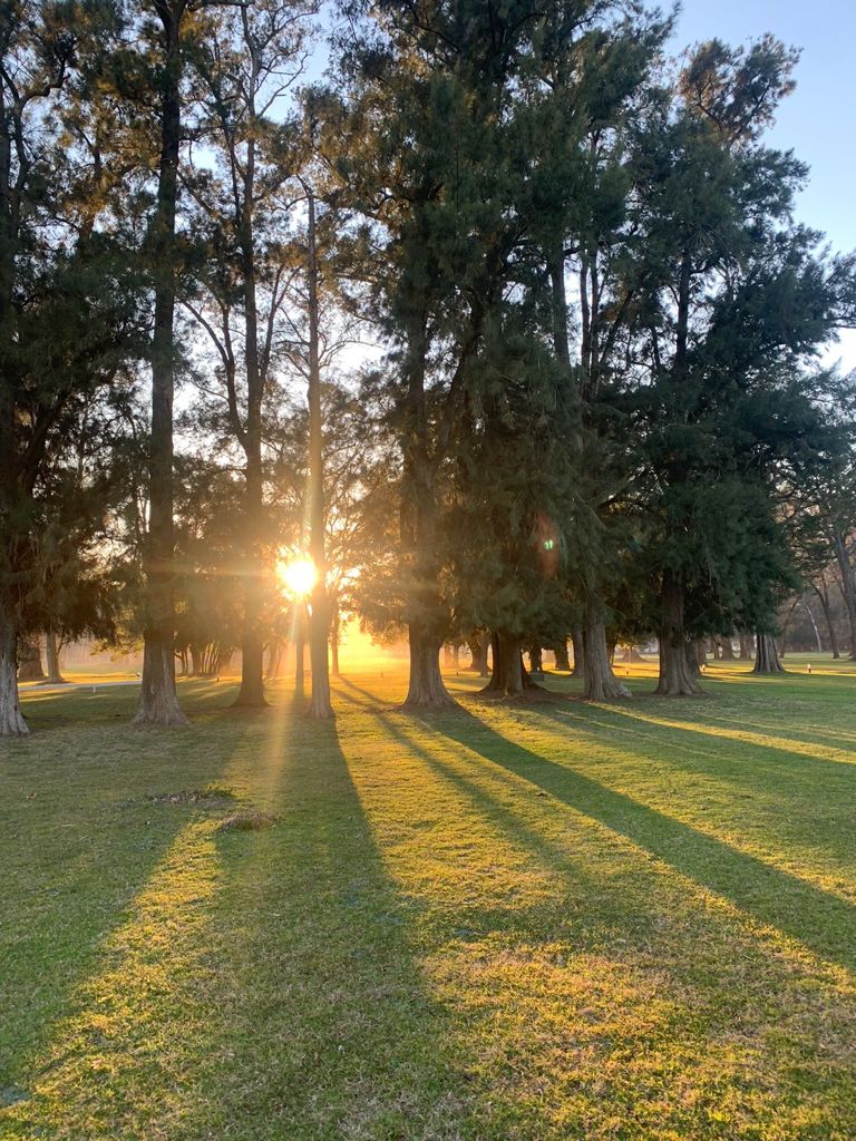 Sol entre los árboles del bosque
